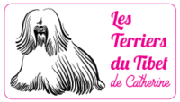 Terriers du Tibet